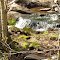 Batavia Kill Tributary