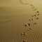 The path