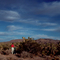 Joshua Trees at sunset.