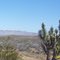 Desert Flora in Southern Nevada