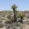 Planta típica del desierto de Mojave