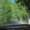 Enchanted Way