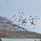 the birds like the sprinklers