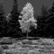 Yankee Meadow