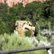 Mountain Lion
