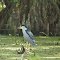 Bayous de Louisiane