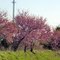 2010, Mountain Grove, MO, USA - flowering bushes