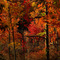 Rattlesnake Swamp
