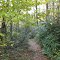 Rhododendrons on A.T.