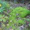Moss & Rhododendrons on A.T.