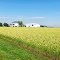 Grain almost ready for harvest