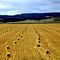 Hay field with freshly made bales in Montana