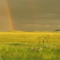 Rainbow west of Miles City