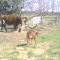 Mama Cow and Baby