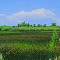 Bottom Land