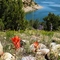 Indian paintbrush at Navajo Lake