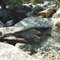 New Mexico Natural Arch NM-93