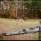 Oneonta Horses