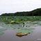 Cowan - Lily Pads