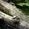 Cowan Lake - Turtle