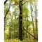 Culberson Woods Maple Fall
