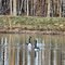 two geese