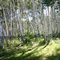Elk Scars on the Aspen Trees