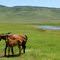 Mare and Colt in the Colorado Countryside
