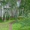 Aspens