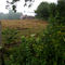 Mowed hay in morning dew, Noyan, Quebec