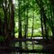 Sous-bois marécageux, Rang de la Barbotte