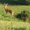 Fawn ....Still with Spots ...September 4, 2009