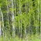 Aspen Trees, Lake Elmo Regional Park Reserve, Lake Elmo, Minnesota