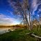 Birch trees by Goose lake