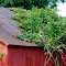 flowers growing on our barn
