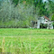 County Road 1511, Quitman, Ms.