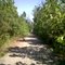 Old road at Clarkco State Park