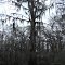 Spanish Moss on Benton Lake canoe trail