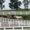 Lexington, KY, Horse Park