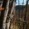 Laurel Snow Wilderness