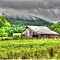 Barn