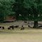 Herd of Goats