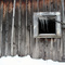 Old Sugar Shack in Maple Orchard