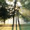 three trees