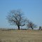A Tree