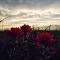 Day 3 of Bad Weather, Indian Paint Brushes & The Sunset