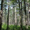 Bienville National Forest on the Shockaloe Trail