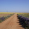 Camino de Santiago