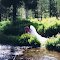 my wedding march