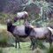 Bone River Herd 2